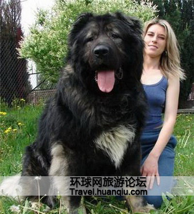 大高加索犬_高加索犬到底有多大_高加索犬视频大全/