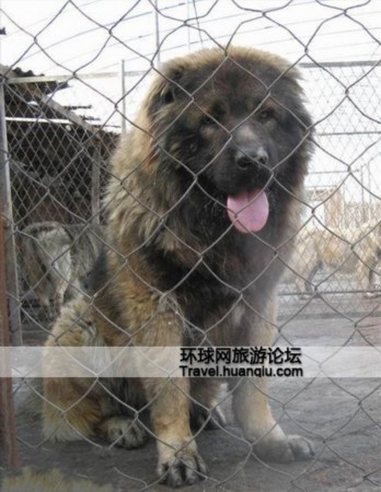 高加索犬视频大全_大高加索犬_高加索犬到底有多大/