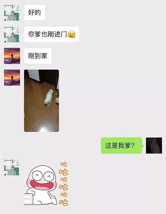 一条宠物狗_宠物狗条虫_宠物狗条件假设/