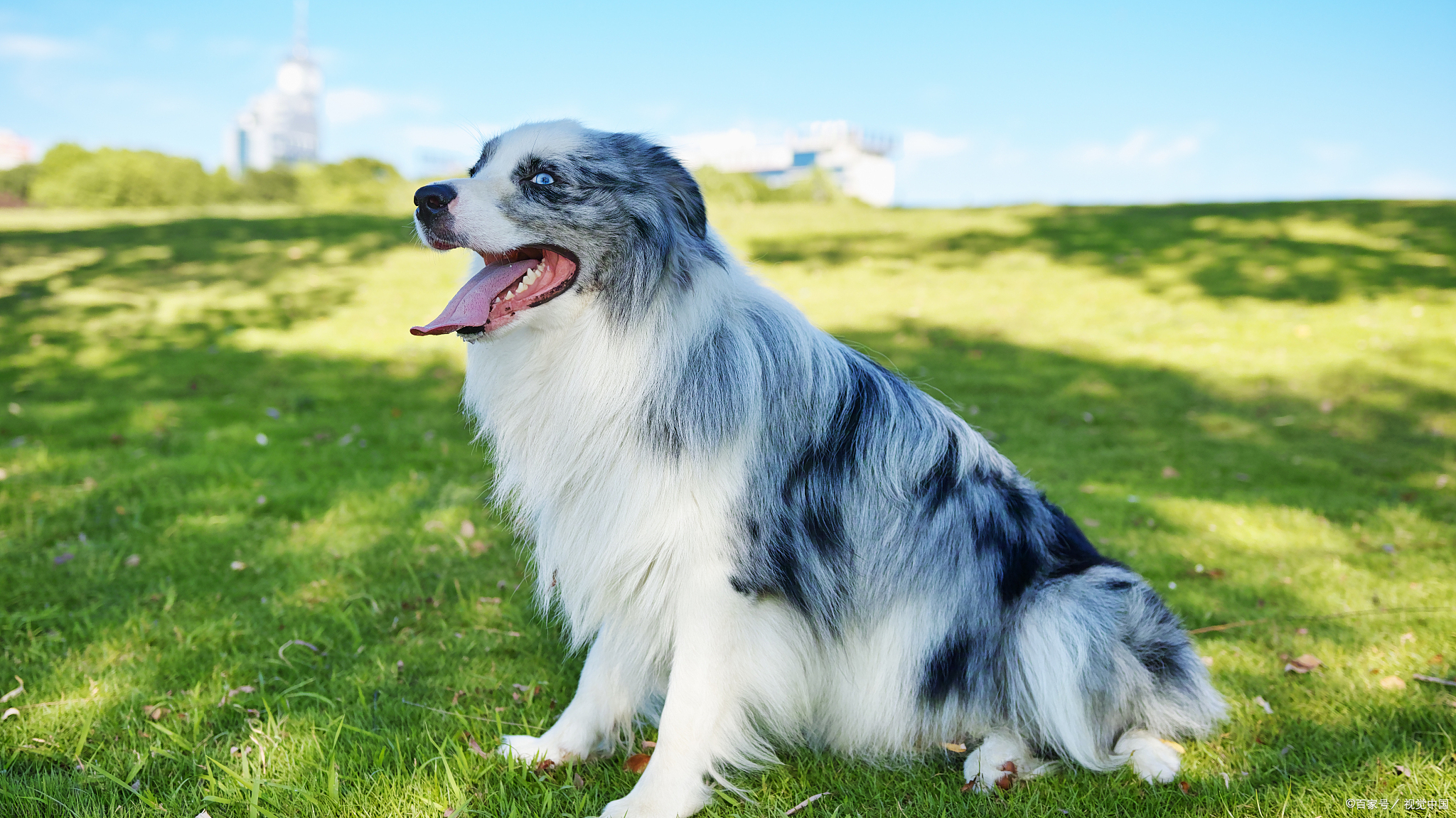 犬牧羊犬_牧羊犬_犬牧羊纯种东德/