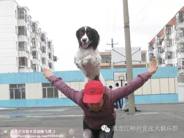 训练狗的步骤_训练狗教程视频_人犬训练方法有哪些/