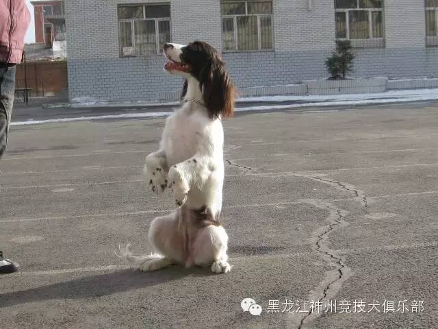 训练狗教程视频_训练狗的步骤_人犬训练方法有哪些/