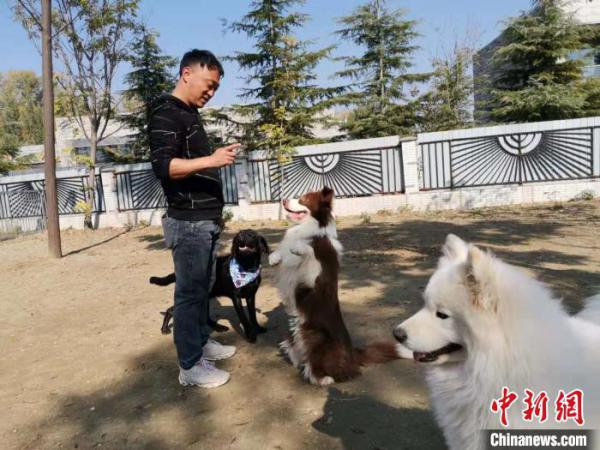 11月5日，在济南市一宠物俱乐部，宠物犬心理调整师申慧亮在引导宠物犬。郝学娟