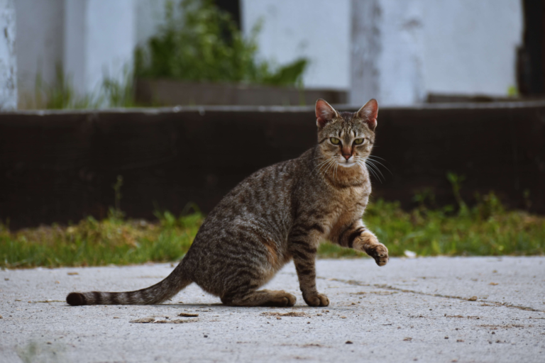 猫咪品种介绍大全，哪种猫咪更适合你？/