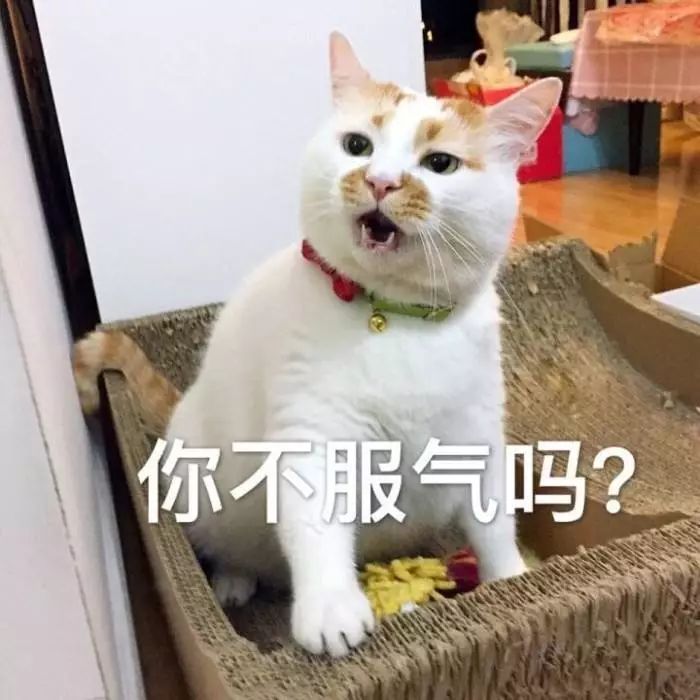 本土猫品种中国有几种_本土猫品种中国猫有哪些_中国本土猫品种/