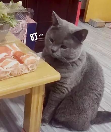 养蓝猫能随便养吗_蓝猫千万不能养_养蓝猫好不好养/