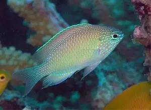 观赏分类动物水族图片_水族观赏动物分类_观赏类水生物/