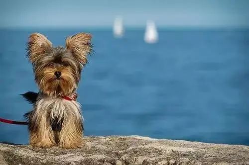 宠物狗价格一览表_宠物狗价格_宠物狗价格排行/