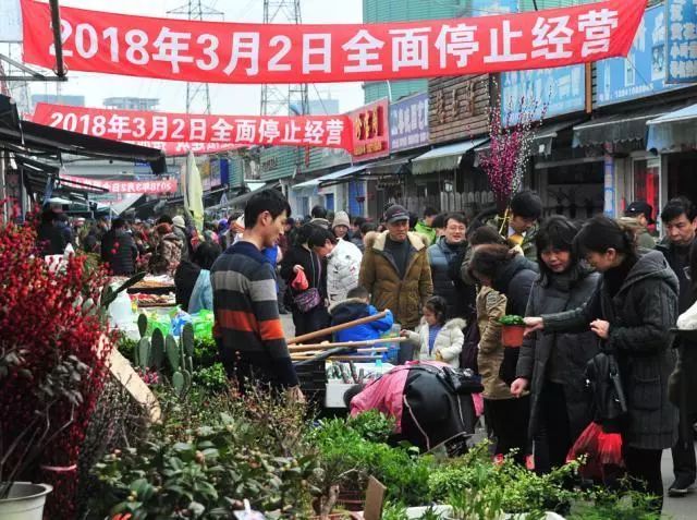 买宠物去花鸟市场还是宠物店_去花鸟市场买宠物_花鸟市场宠物店/