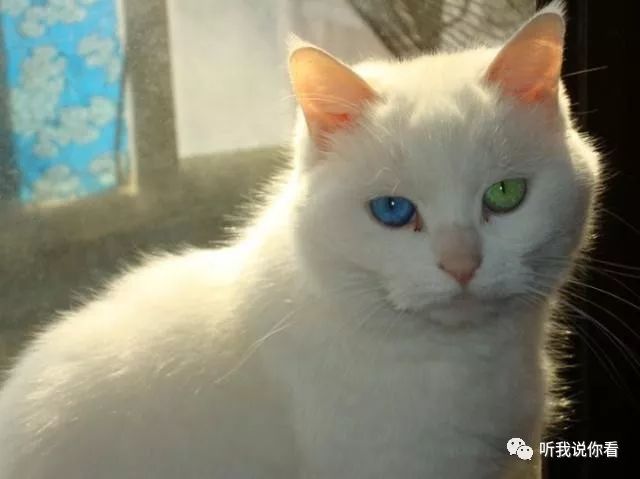 狮子猫_狮子猫图片_狮子猫是什么品种/