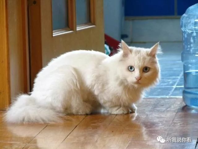 狮子猫_狮子猫图片_狮子猫是什么品种/