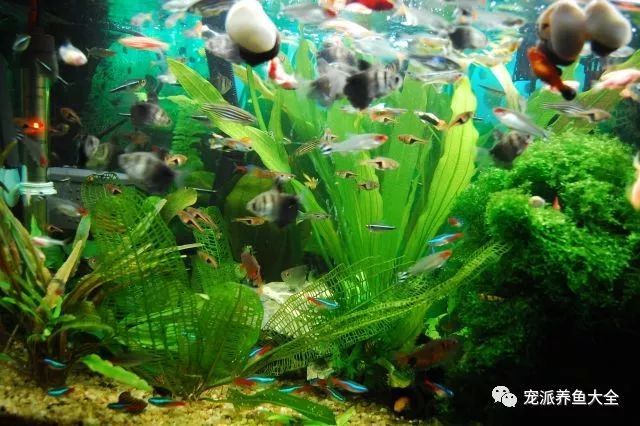 水族什么最好养_水族养鱼_养水族鱼有什么讲究吗/