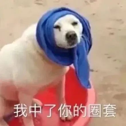 平常训练狗狗要用什么样的_刚买的狗狗怎么训练_需要训练狗狗哪些项目/