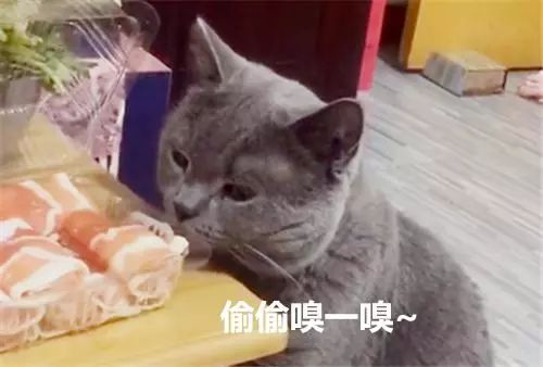 养蓝猫能随便养吗_蓝猫千万不能养_养蓝猫好不好养/