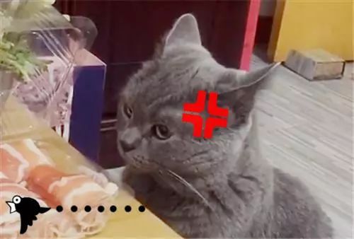 养蓝猫能随便养吗_蓝猫千万不能养_养蓝猫好不好养/