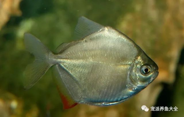 水族什么最好养_水族养鱼_养水族鱼有什么讲究吗/