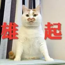 本土猫品种中国猫有哪些_本土猫品种中国有几种_中国本土猫品种/