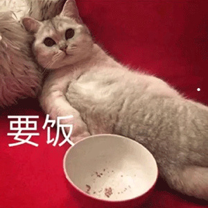 宠物猫等级划分图解/