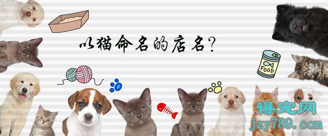 猫咪招财名字大全_有创意的猫咪名字招财_猫咪招财创意名字有哪些好听/