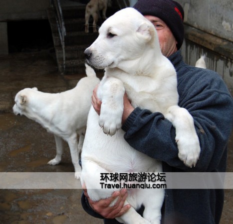 高加索犬视频大全_高加索犬到底有多大_大高加索犬