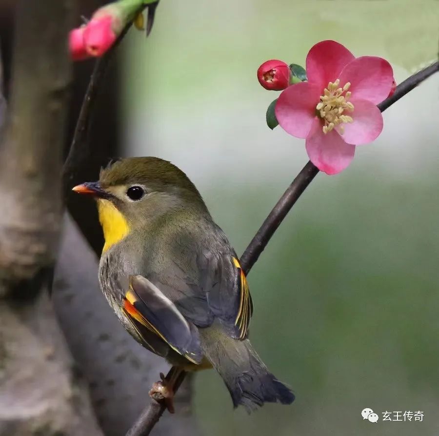 招财最厉害的宠物_厉害招财宠物名字_厉害招财宠物有哪些/