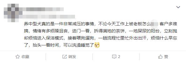 狗狗能大小训练月子吗_2个月的狗狗能训练大小便吗_狗狗训练几个月合适