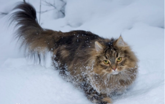 常见的几种宠物猫_常见宠物种类猫品种_常见的宠物猫种类