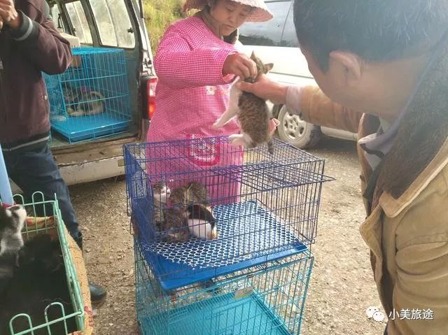 宠物狗的品种及价格_宠物猫大全品种价格图片_宠物猫品种大全及价格