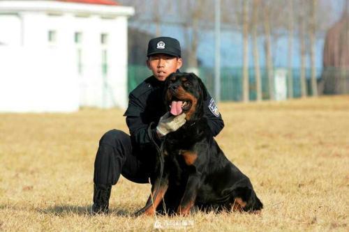 警犬中国品种_中国的警犬第一名_中国警犬官网