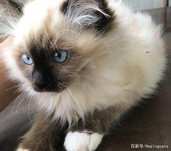 猫品种大全图片及价格图片_品种猫图片及价格_猫品种图片价格及图片