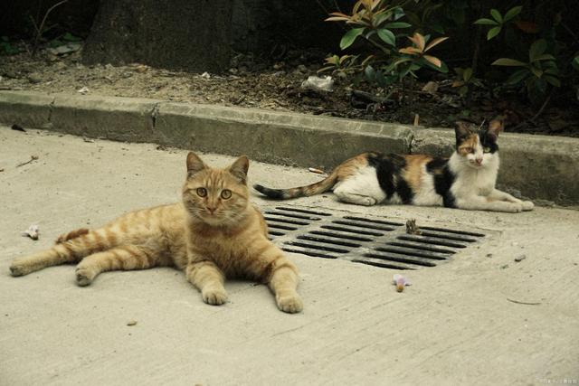 猫品种图片价格及图片_品种猫图片及价格_猫品种大全图片及价格图片