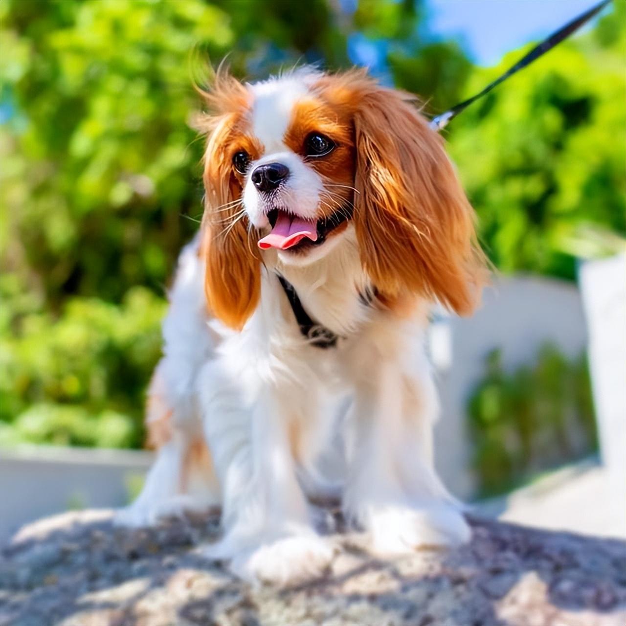 十大最漂亮小型犬(“最爱干净”的6大宠物狗，味小不掉毛还通人性)