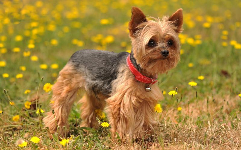 十大最漂亮小型犬(“最爱干净”的6大宠物狗，味小不掉毛还通人性)