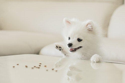 小型犬品种大全