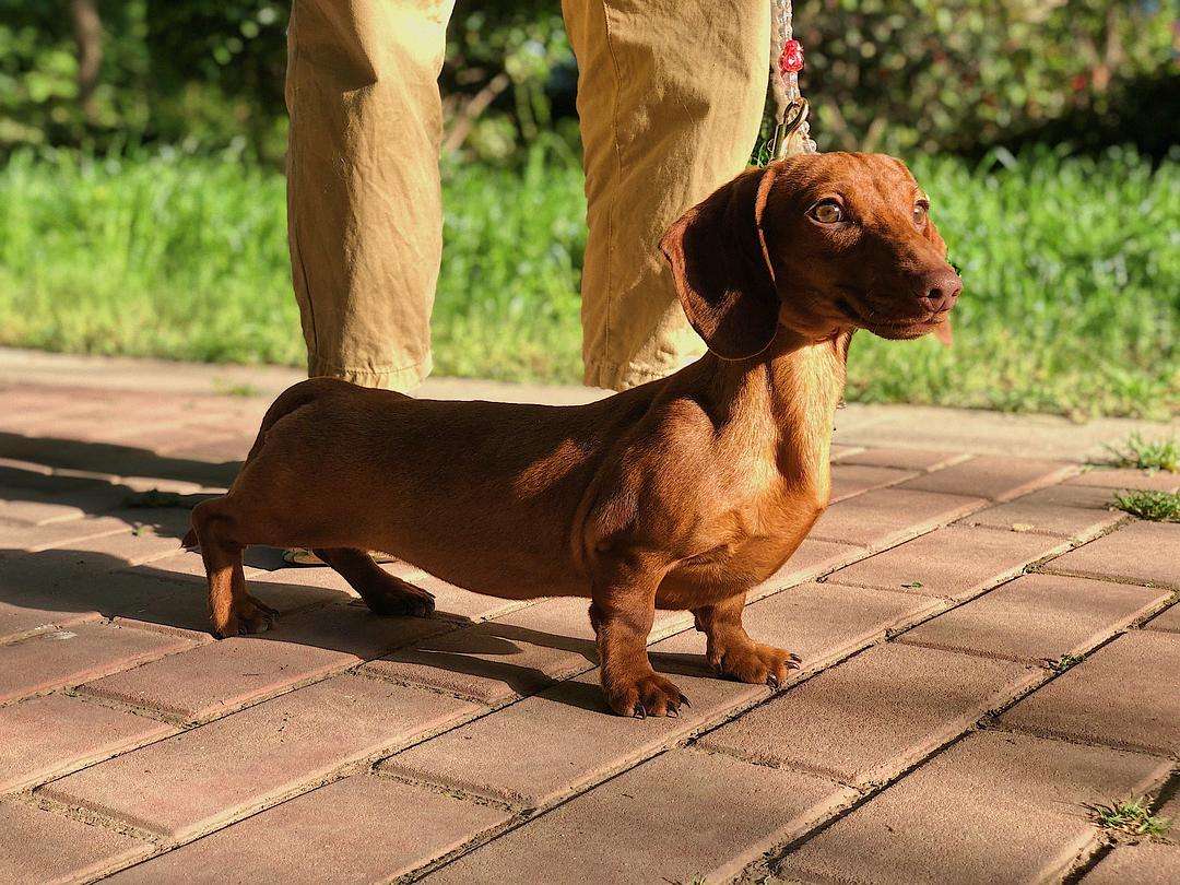 十大最漂亮小型犬(“最爱干净”的6大宠物狗，味小不掉毛还通人性)