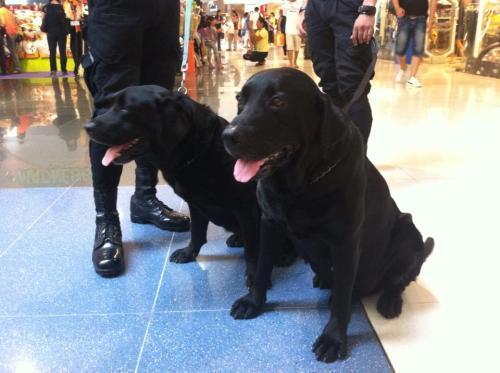 中国的警犬第一名_中国警犬官网_警犬中国品种