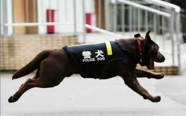 警犬中国品种_中国的警犬第一名_中国警犬官网