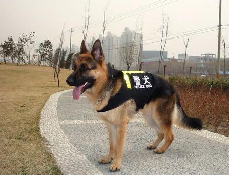 中国的警犬第一名_警犬中国品种_中国警犬官网