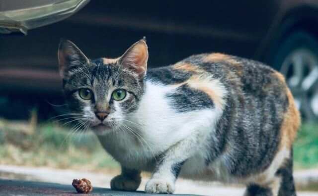 初次养猫适合养什么_养猫适合什么沙发_养猫适合养什么绿植