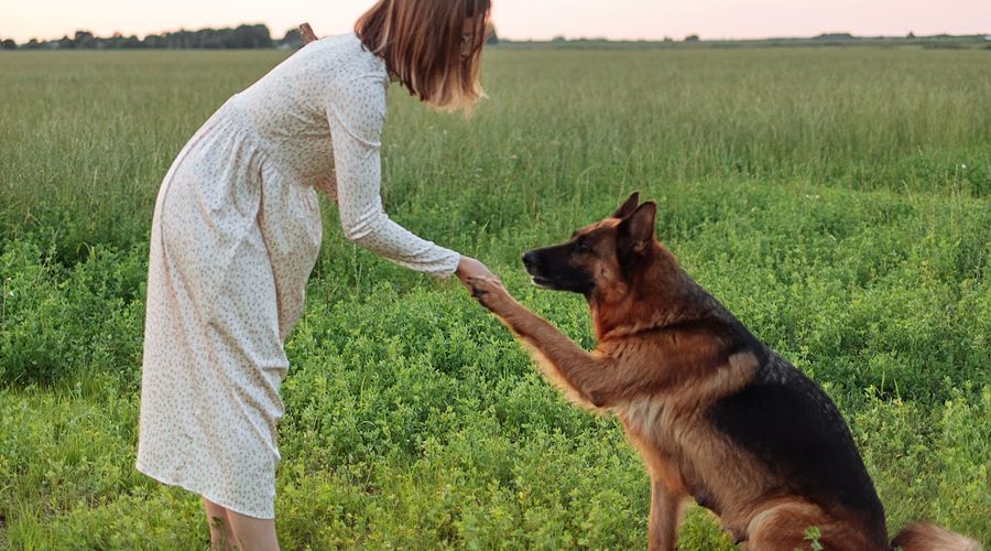 牧羊犬_犬牧羊犬_犬牧羊幼崽