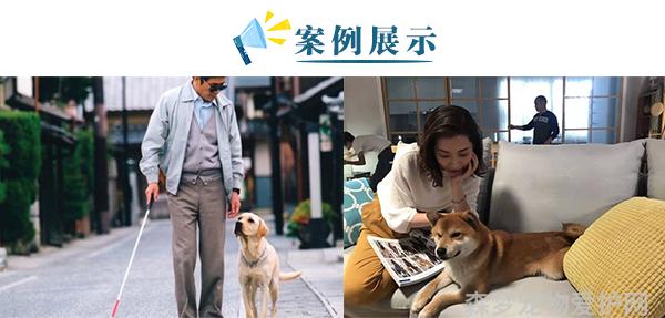 宠物训犬师培训训犬师训练_训犬师培训学费大概要多少钱_训犬师培训技术教程