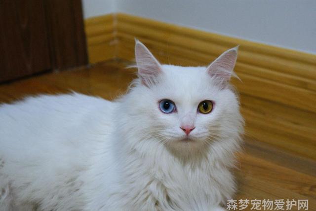 猫咪品种介绍大全，哪种猫咪更适合你？