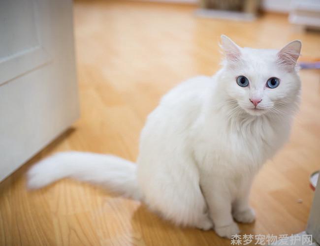 猫咪品种介绍大全，哪种猫咪更适合你？