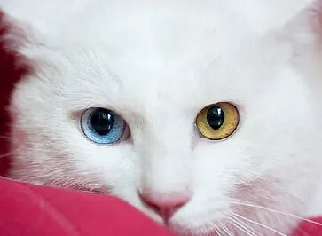 狮子猫是什么品种_狮子猫多少钱一只_狮子猫