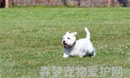 西高地白梗犬适合小孩养吗西高地白梗犬的性格特点