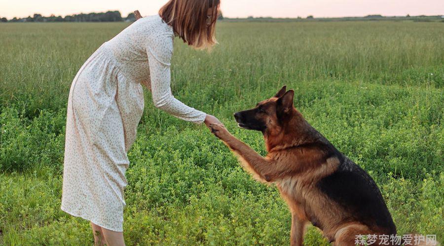 牧羊犬_犬牧羊犬_犬牧羊幼崽