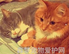 中华猫咪品种大全名称